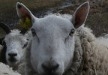 Ross Farm Fibers