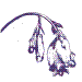 Dicentra Designs