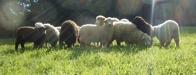 Foster Sheep Farm